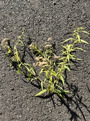 Euthamia graminifolia