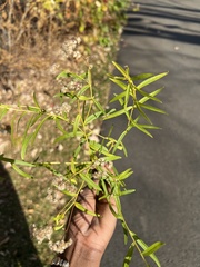 Euthamia graminifolia