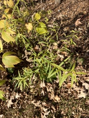 Euthamia graminifolia