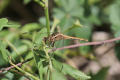 Erythrodiplax nigricans