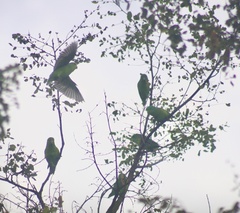 Forpus xanthopterygius