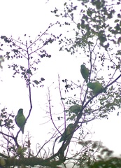 Forpus xanthopterygius