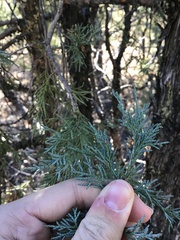 Juniperus