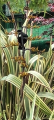 Prosthemadera novaeseelandiae