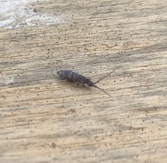 Tomocerinae