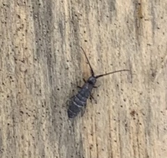 Tomocerinae