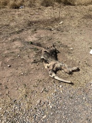 Myrmecophaga tridactyla