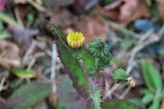 Sonchus asper