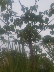Phyllanthus acidus