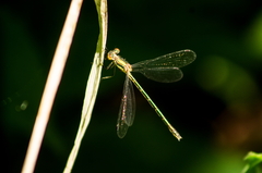 Lestes dryas