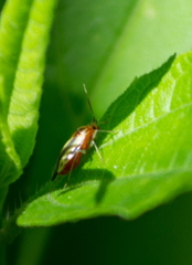 Poecilocapsus lineatus