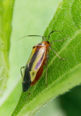 Poecilocapsus lineatus
