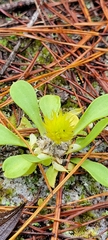 Polygala nana