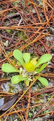 Polygala nana
