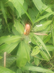Costus pulverulentus