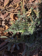 Astragalus mollissimus