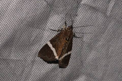 Coenotoca subaspersa