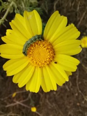 Glebionis coronaria