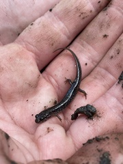 Desmognathus fuscus