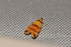 Saphezona pholidoxantha