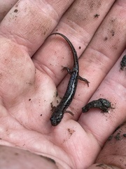 Desmognathus fuscus