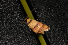 Saphezona pholidoxantha