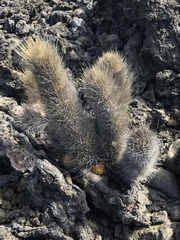 Brachycereus nesioticus