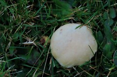 Cuphophyllus pratensis