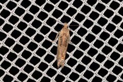 Crocidosema plebejana