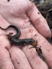 Desmognathus fuscus