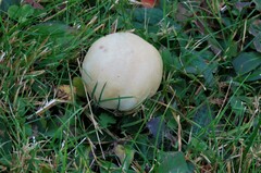 Cuphophyllus pratensis