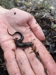 Desmognathus fuscus