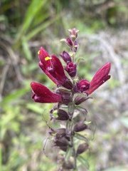 Neobartsia