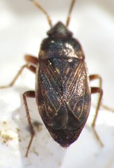 Cryphula trimaculata