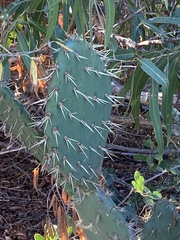 Opuntia littoralis