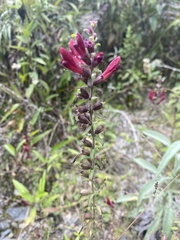 Neobartsia