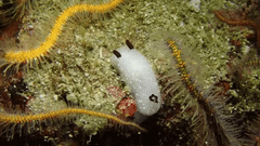 Cadlina limbaughorum