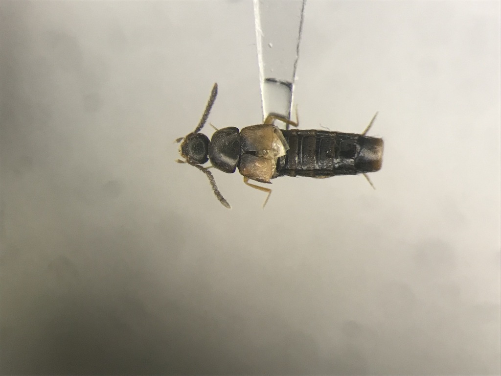 Rove beetle