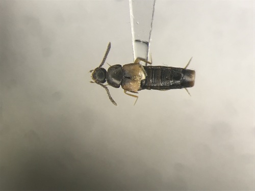Rove beetle