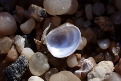 Nucula proxima