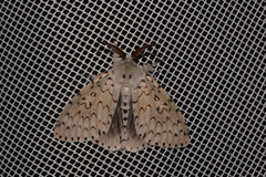 Lymantria nephrographa