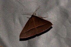 Epidesmia chilonaria