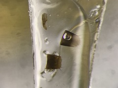 Nehemitropia lividipennis