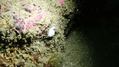 Cadlina limbaughorum