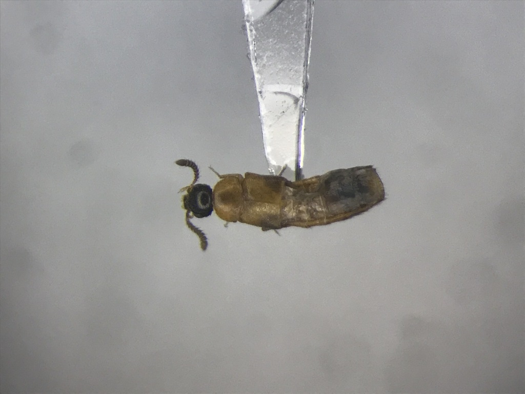Silusida