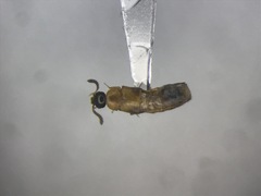Silusida marginella