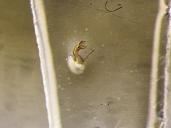 Silusida marginella