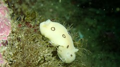 Diaulula sandiegensis