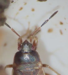 Cryphula trimaculata