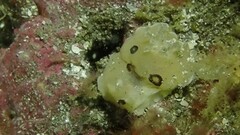 Diaulula sandiegensis